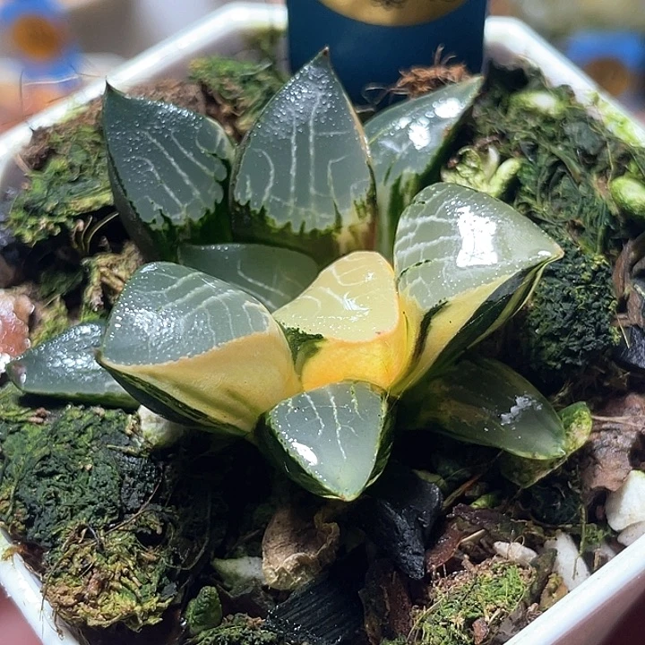 626花影锦超福利一物