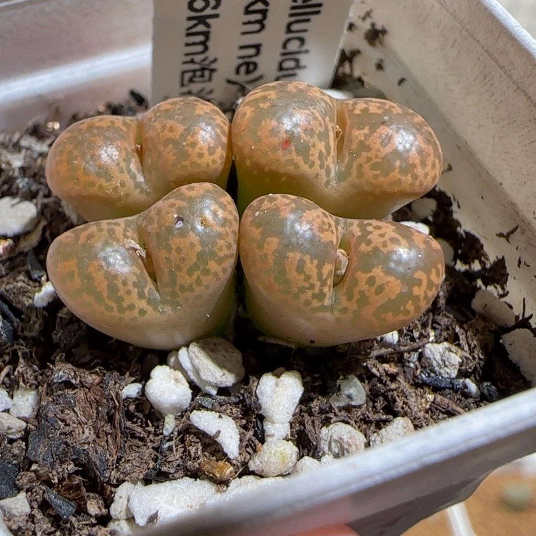 肉锥多肉植物组合-泡泡勋有疤828