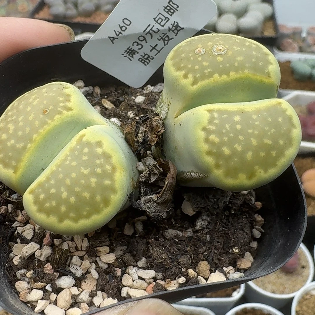 460多肉哈哈哈给哥哥