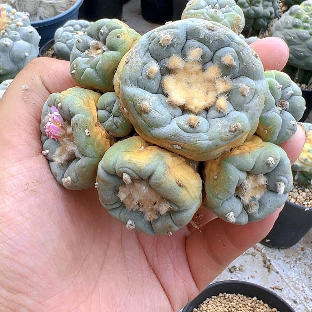 落地自根海鲜，尺寸9厘米