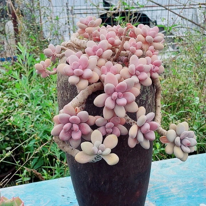 桃蛋多肉植物整群