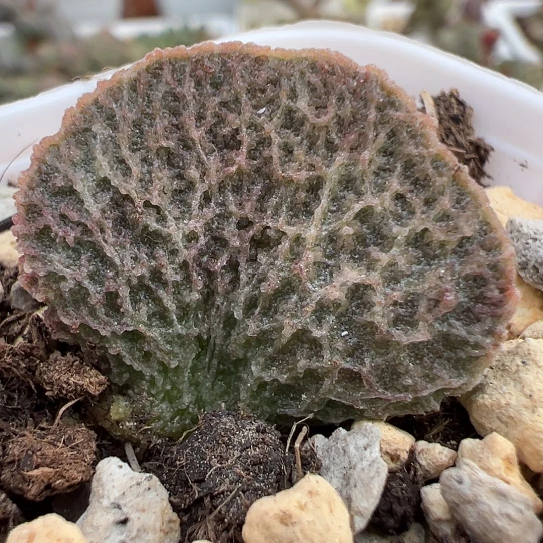 菲洛米娜大苗多肉植物水泡