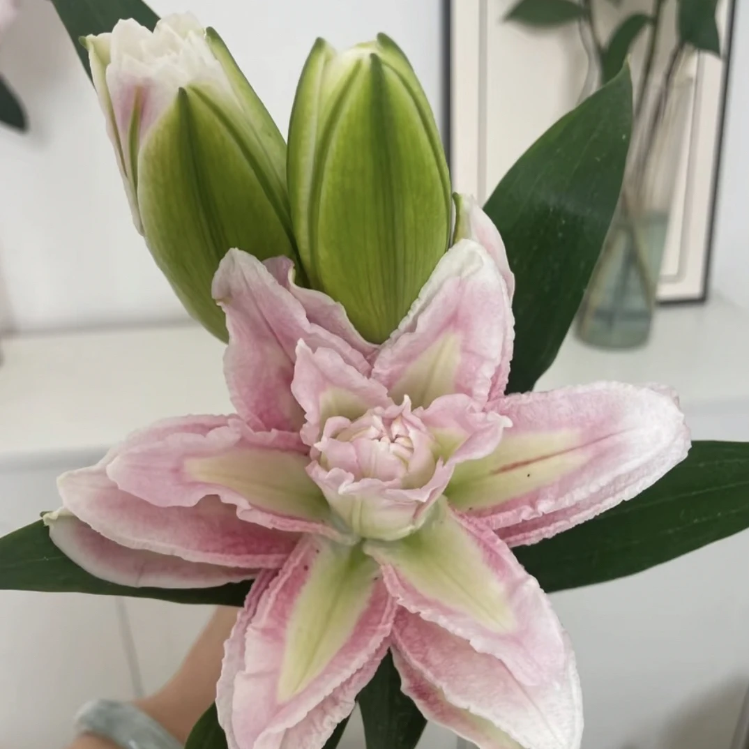 家居鲜花 粉霞重瓣百合 任意两单顺丰冷链包邮
