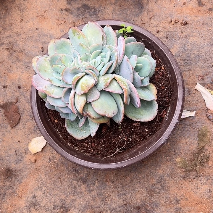 秋***亮多肉植物实物直播实物75