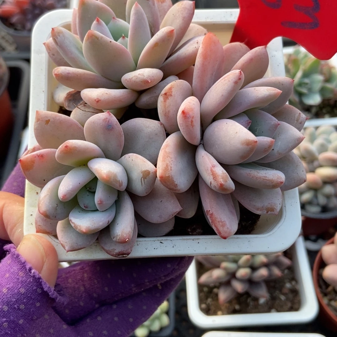 983星星雪多肉植物