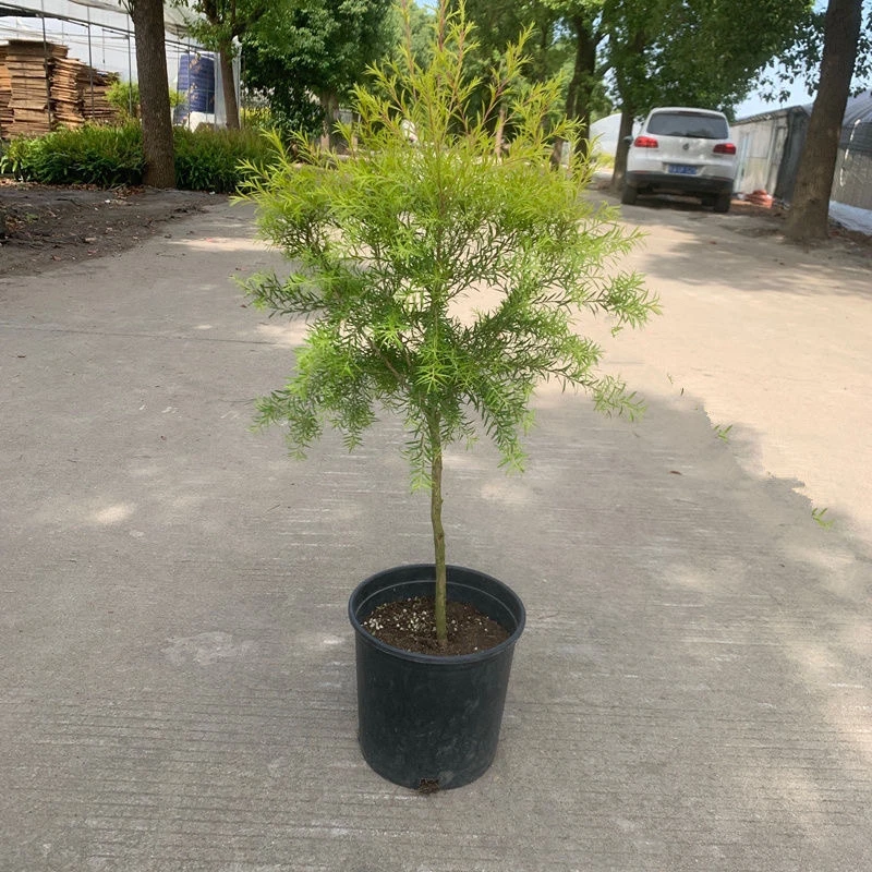 黄金香柳树苗千层金盆栽地栽室外庭院花园多年生木本植物常青好养