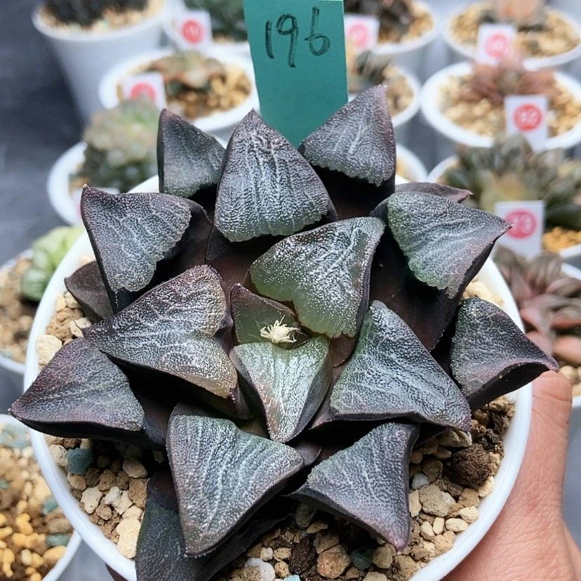 【闪购商品】196掘川克