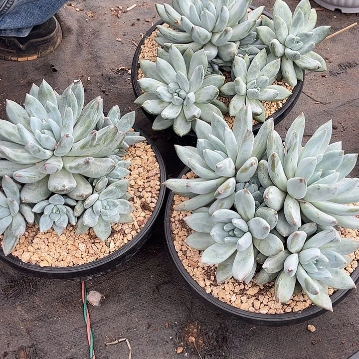 伊丽莎白000000000000