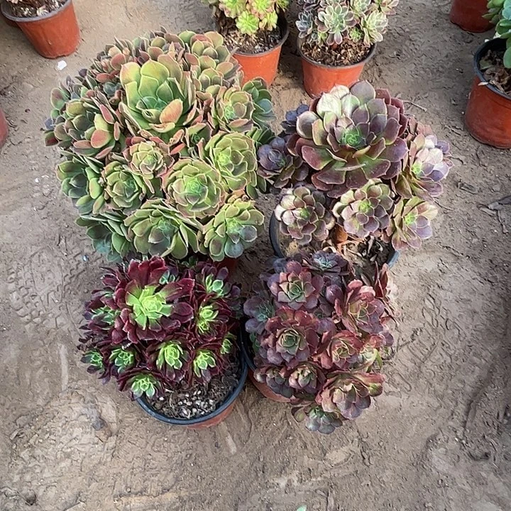 108多肉植物组合，