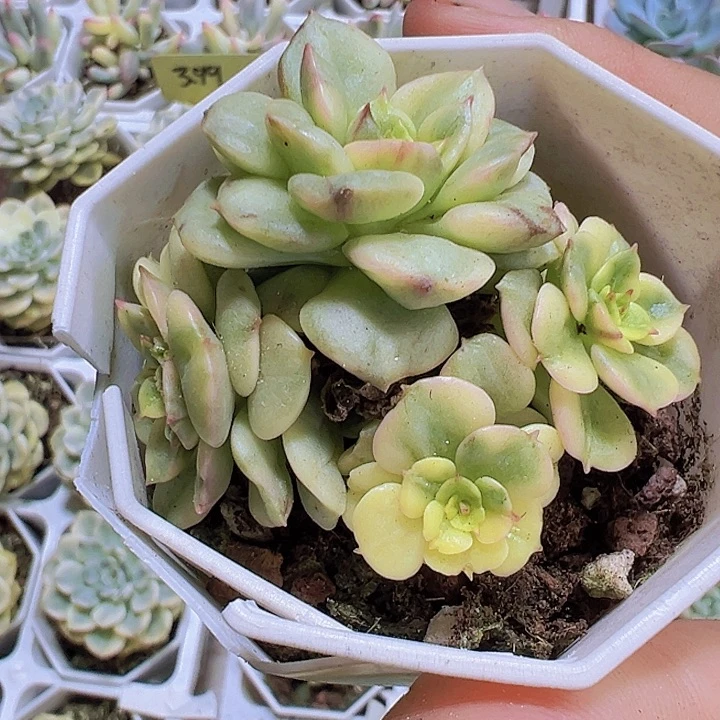 蜡牡丹锦19包邮多肉植物