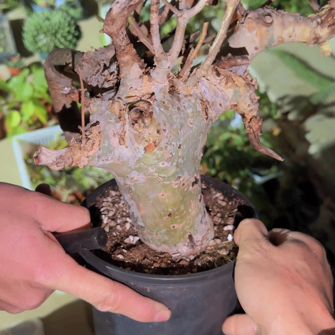 ****迪块根植物块根植物