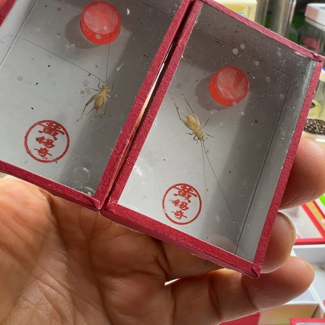 蟋蟀两只黄老师中黄