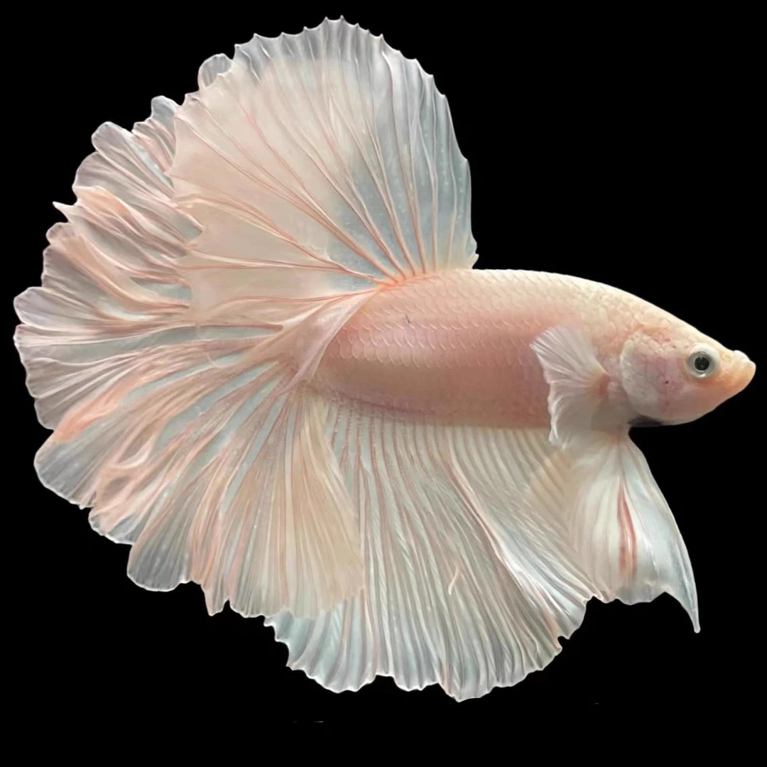 C5(97-120)精品泰国斗鱼热带小型观赏鱼婚纱半月(直播间选鱼)