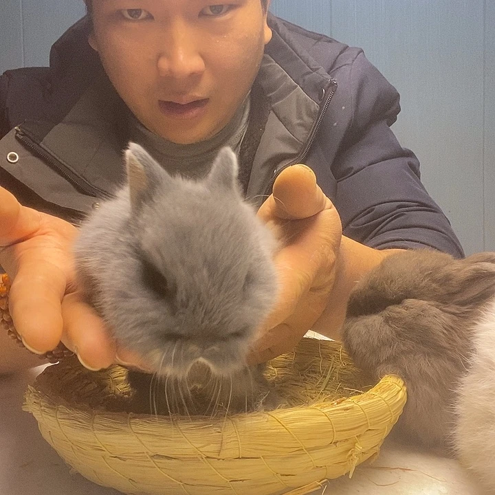 侏儒兔侏儒兔兔蓝灰色