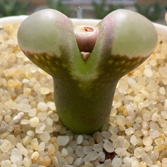 编号混合风铃一颗341。