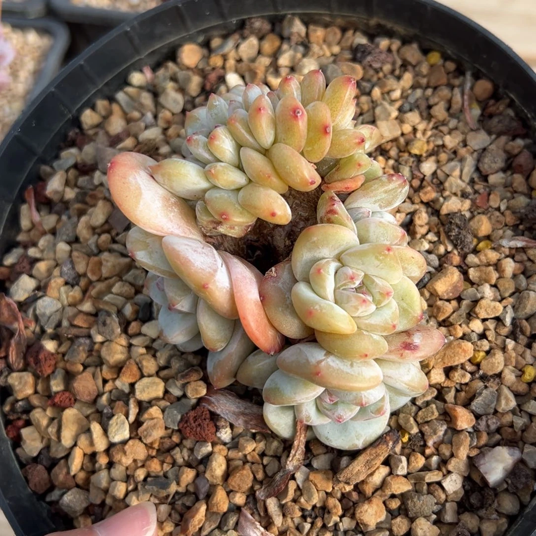 黄底朵缀哈哈哈哈