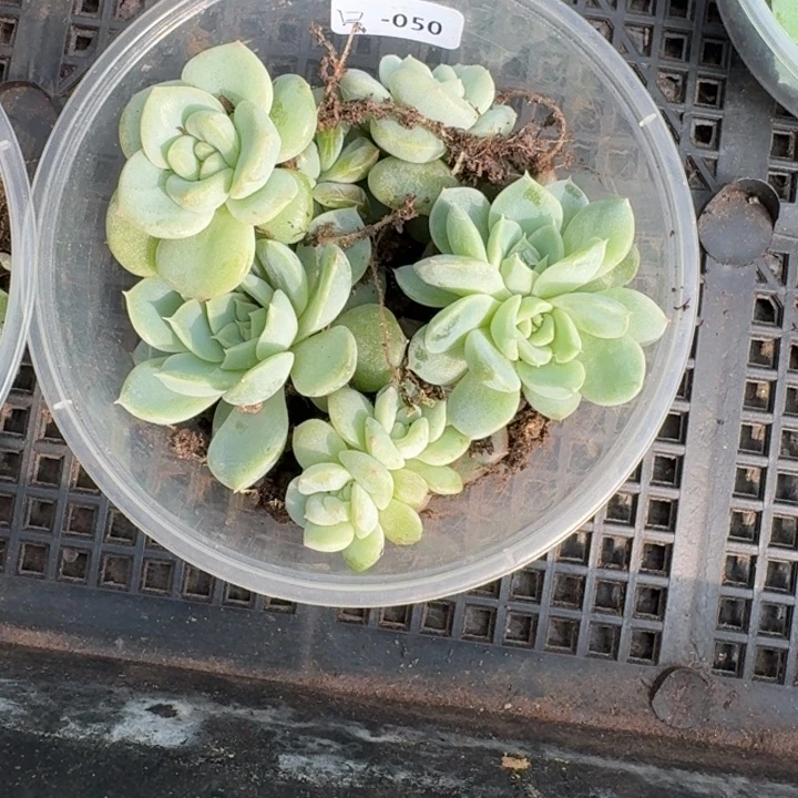 乐***锦050饭盒甜心混搭一组