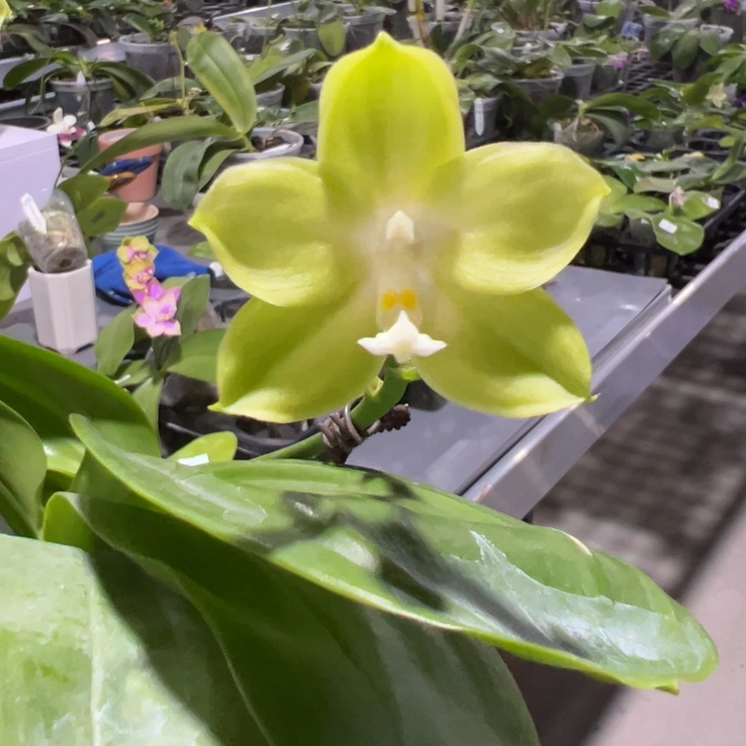 完全开放4.5寸杯蓝色薄荷