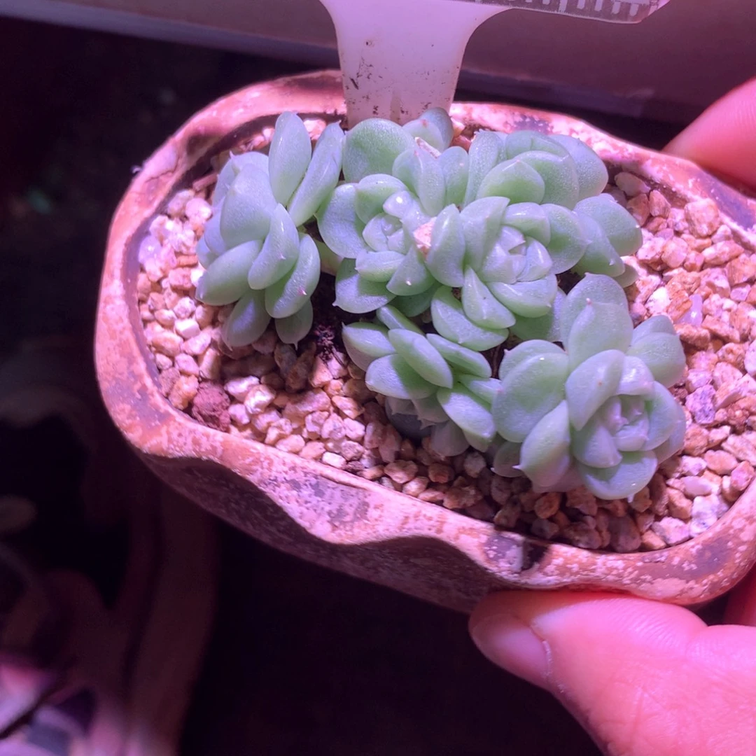 白心圆叶珍妮麦秆