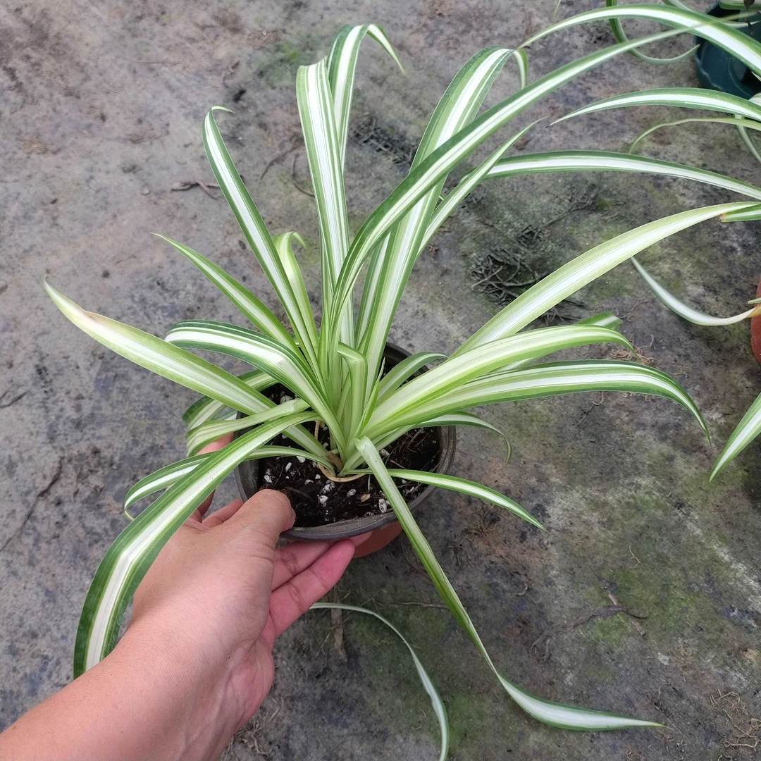 金心吊兰室内外绿植绿植盆栽净化空气吸甲醛一盆观叶植物金边吊兰