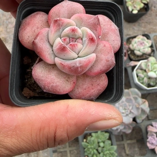 96新品珍妮多肉植物的