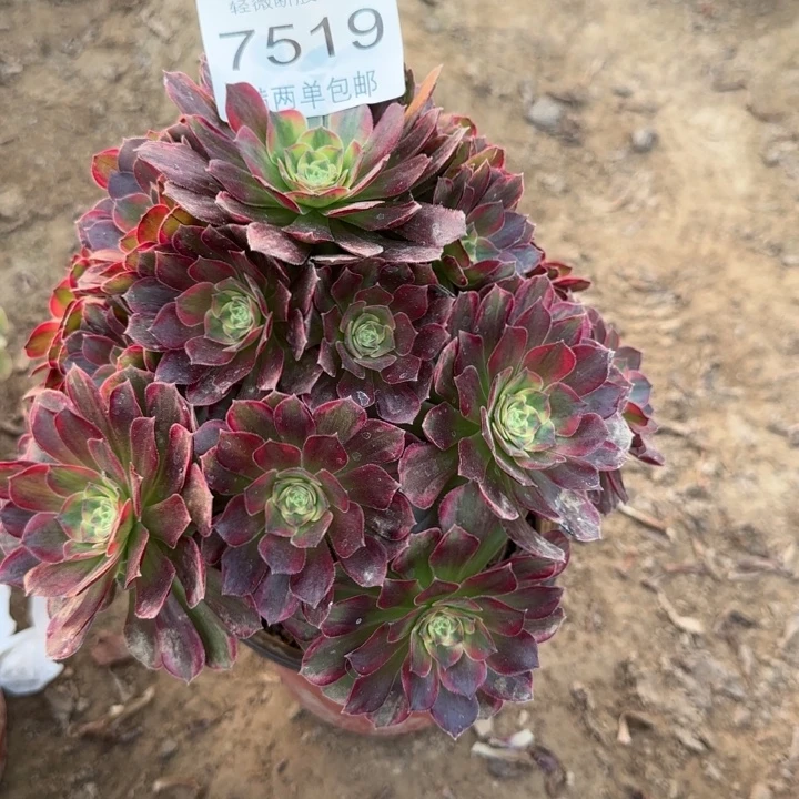 7519安娜多肉植物
