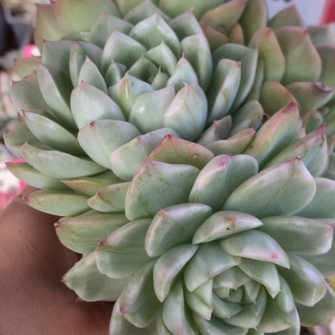 320东云杂锦锦锦锦锦锦