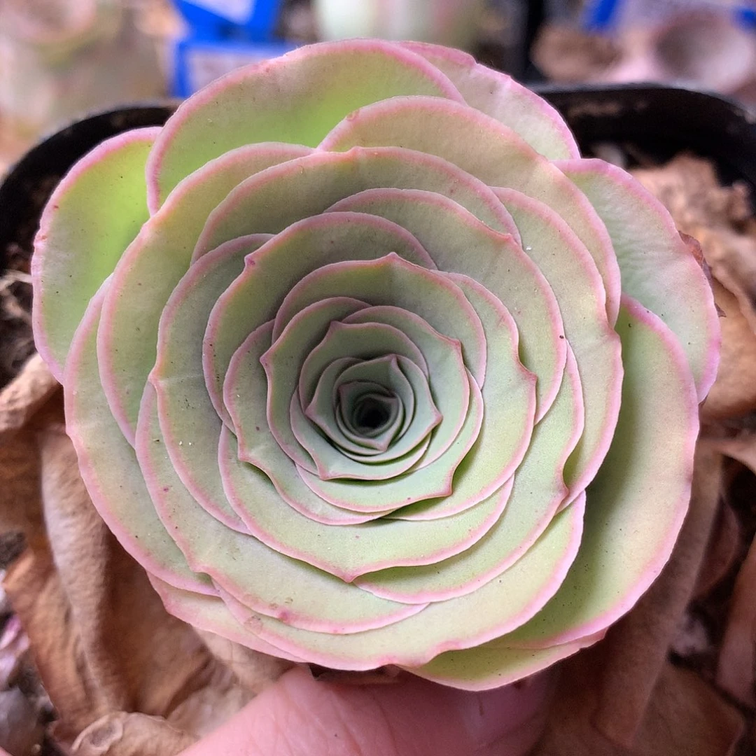 一物一拍星辰雪霁101