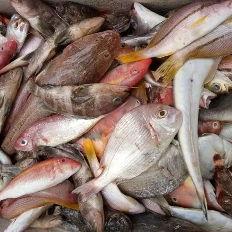 杂鱼现捞现发货（所有杂鱼都没有杂刺）肉质细腻鲜嫩 看好在拍