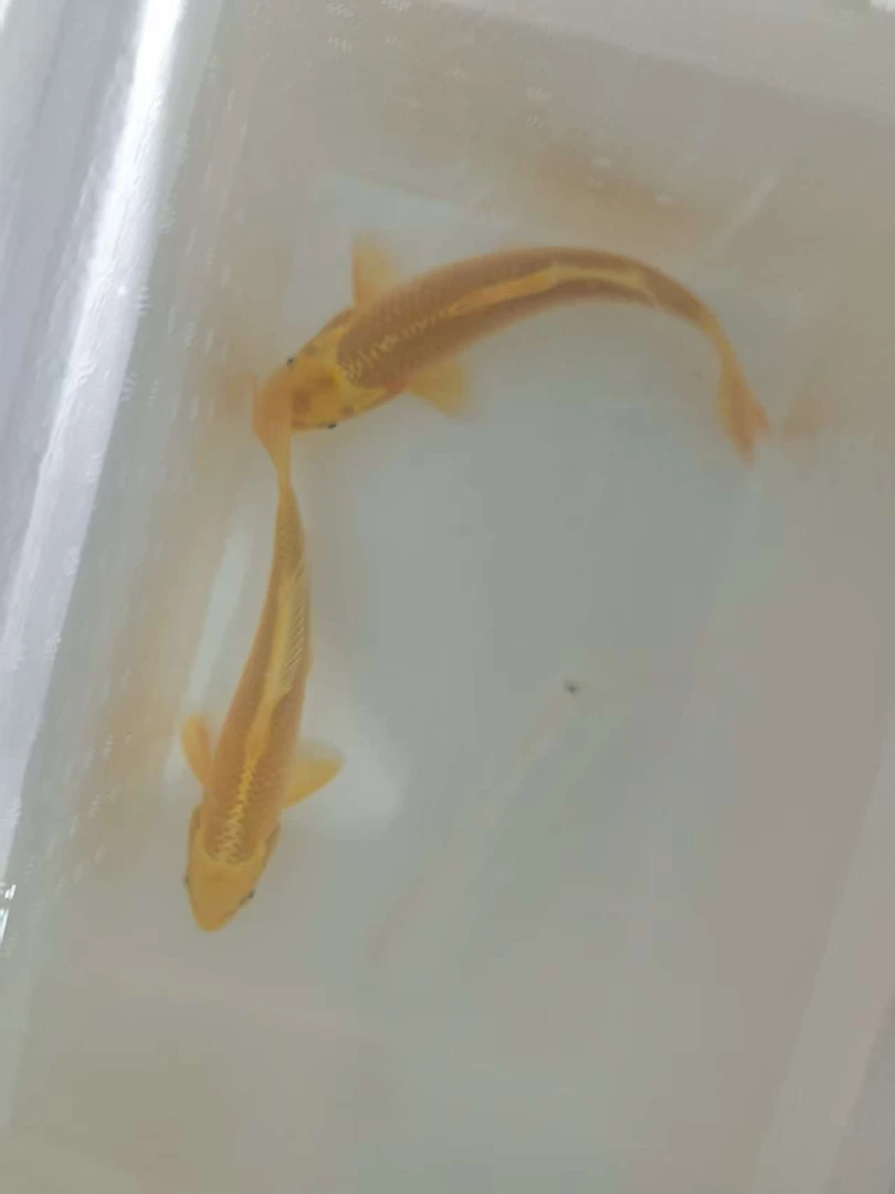 501-600渔场直销红白三色黑黄白锦鲤