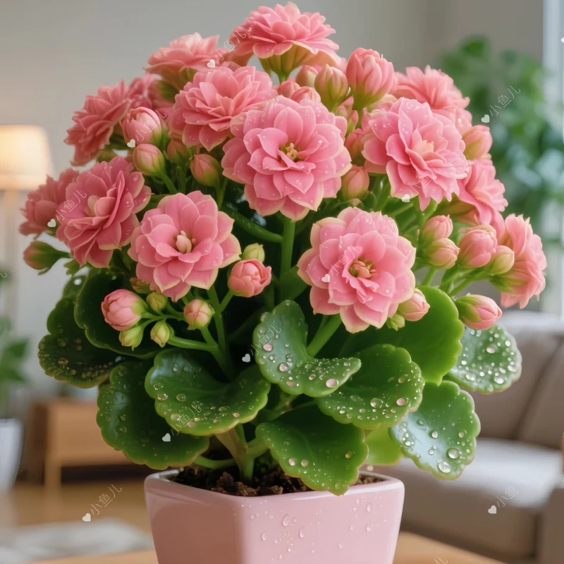 新品盆栽苗金丝雀绿植重瓣长寿花小苗大全金狐狸长寿花四季懒人