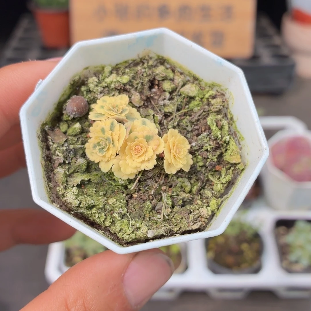 亚特兰蒂斯锦多肉9.9包邮发货