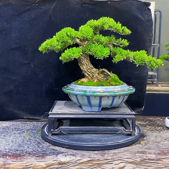 无花朵黄杨盆景四季常青