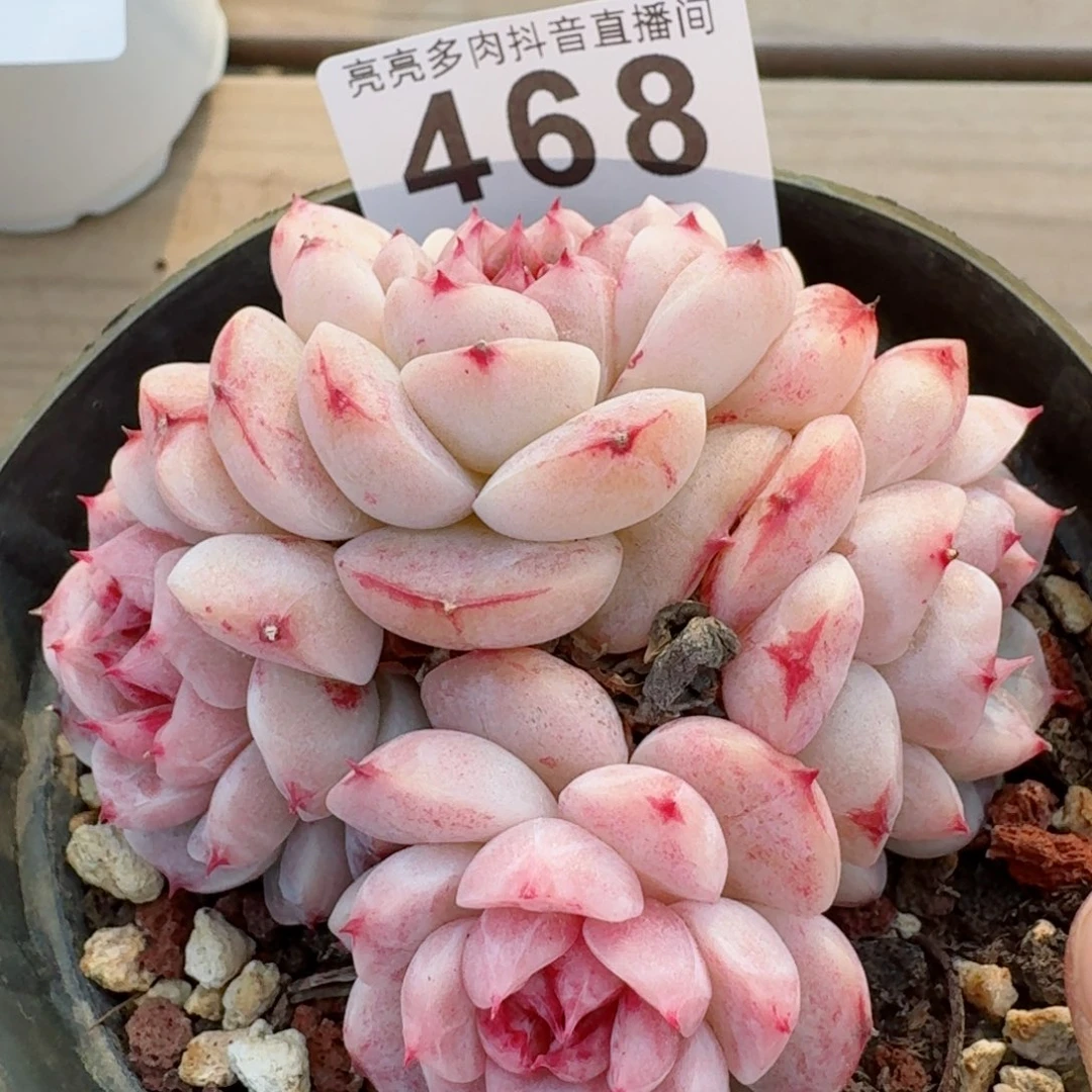 天鹅绒         精品多肉