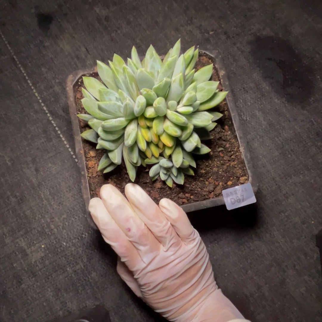 宾**猪d d d d d d d d d 87