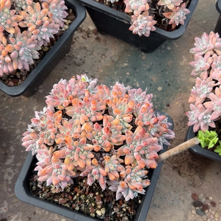 阿***苔谢谢宝……一物一拍4456