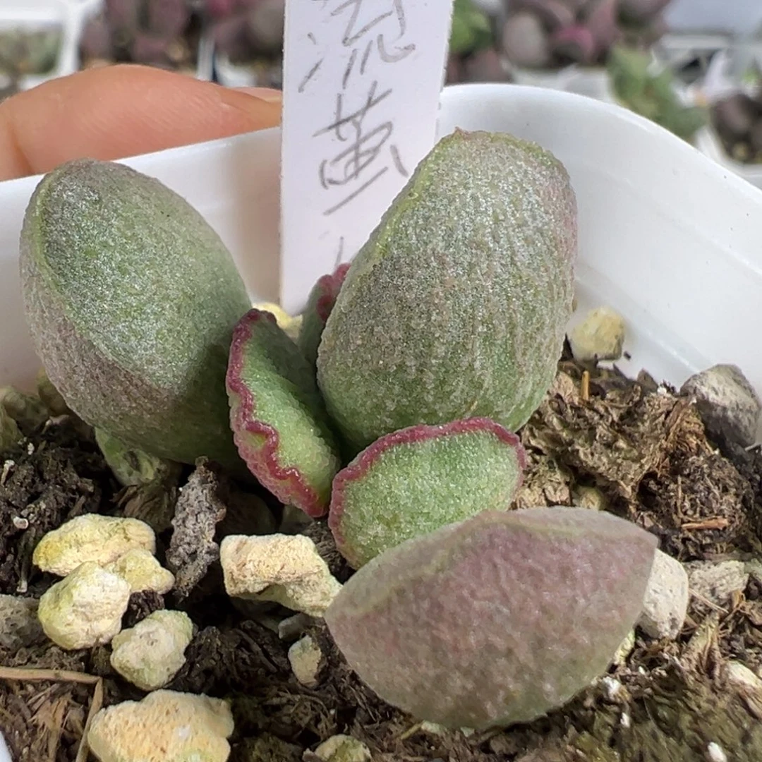 w流萤多肉植物水泡
