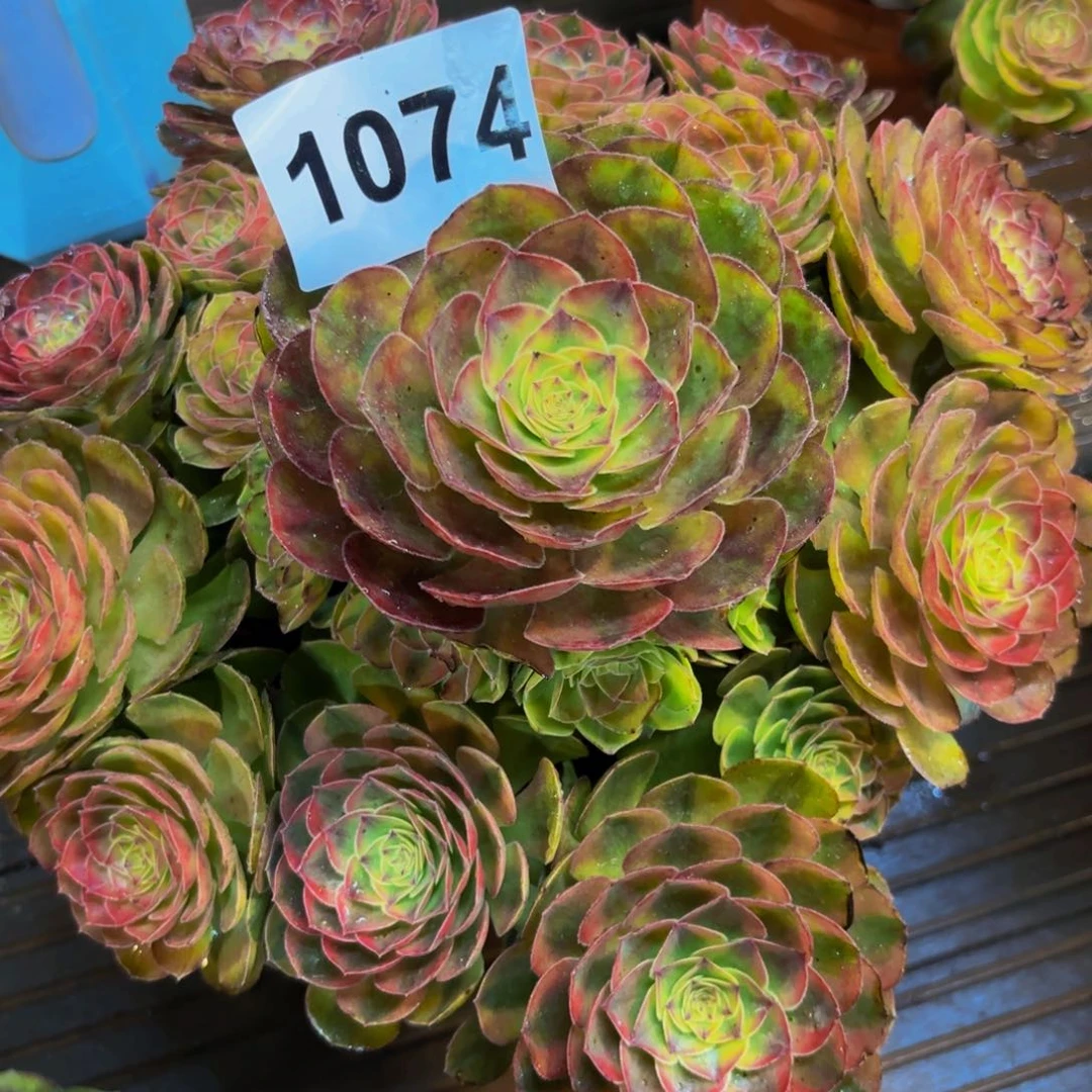 快***?1074多肉植物雨荷