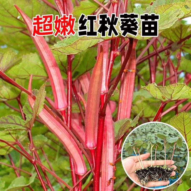 红秋葵苗超嫩蔬菜秧苗阳台盆栽地栽带土发货