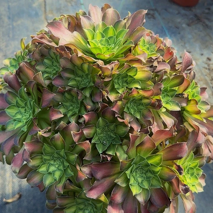 精品韶华巨无霸捧花福利38