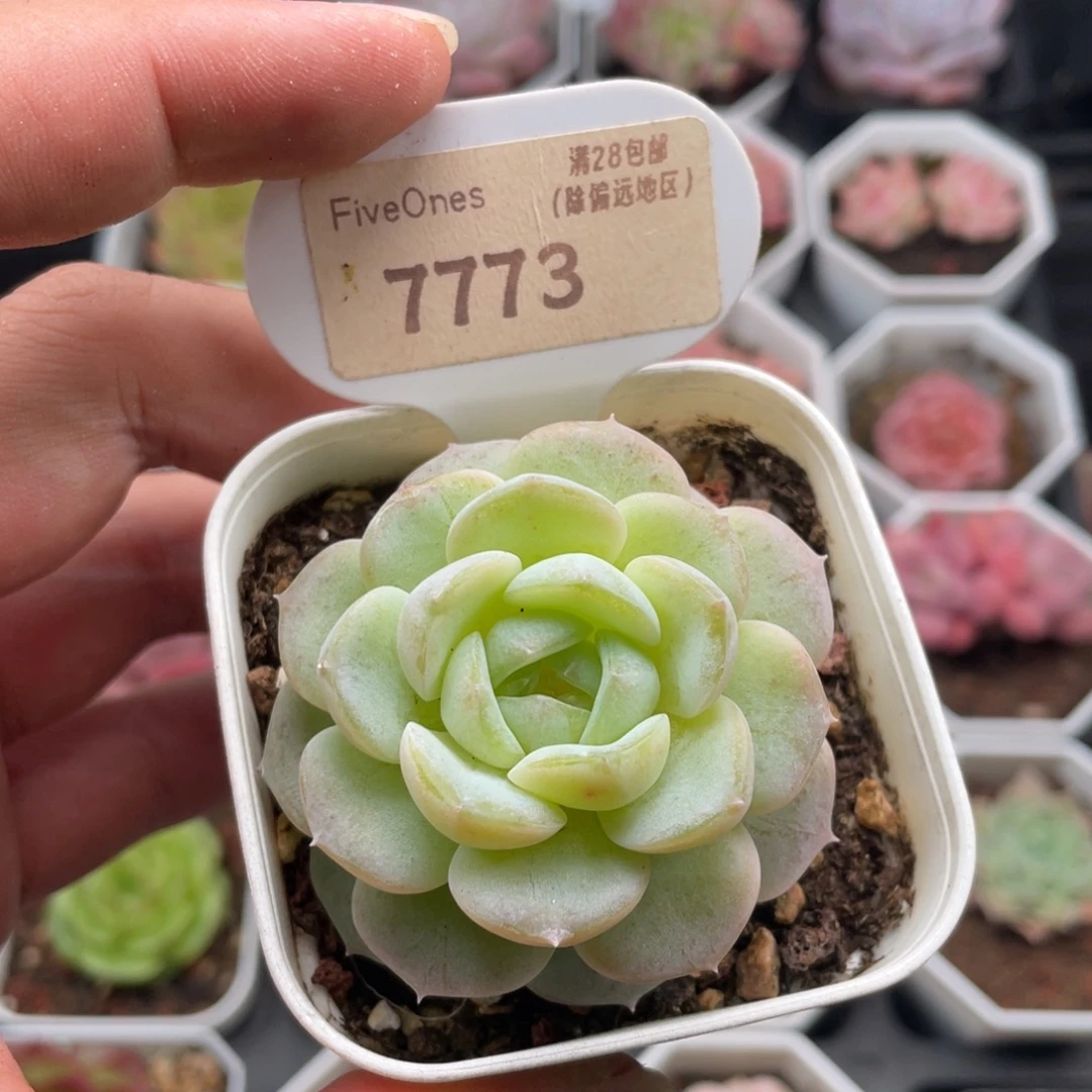 编号系列7773-5.5厘米