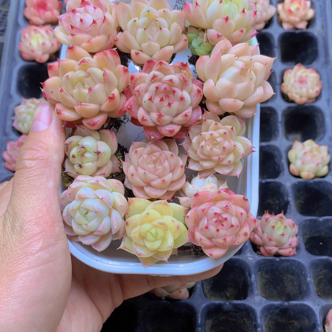 我要去看你了啊045