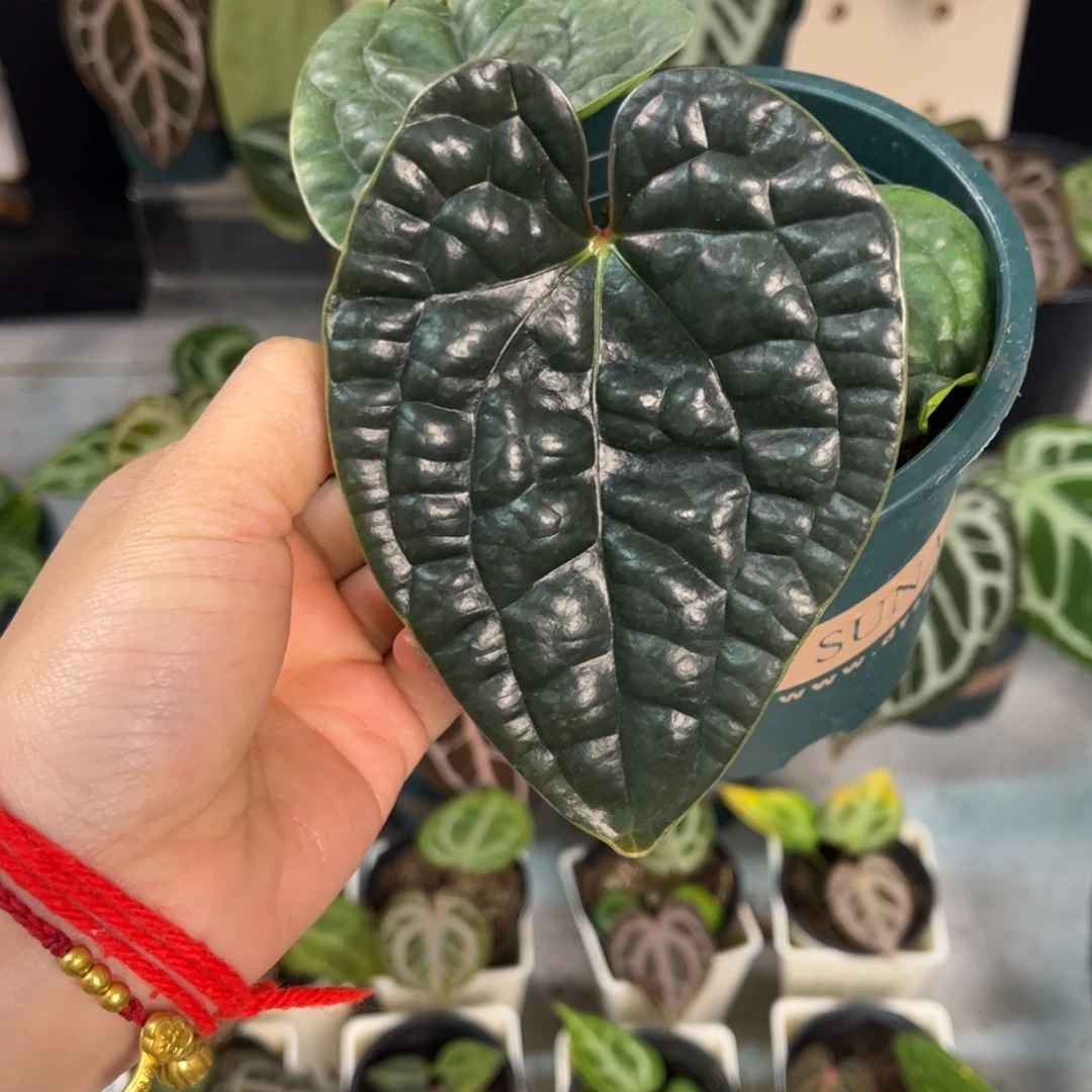 无花朵008 老版本优选黑奢