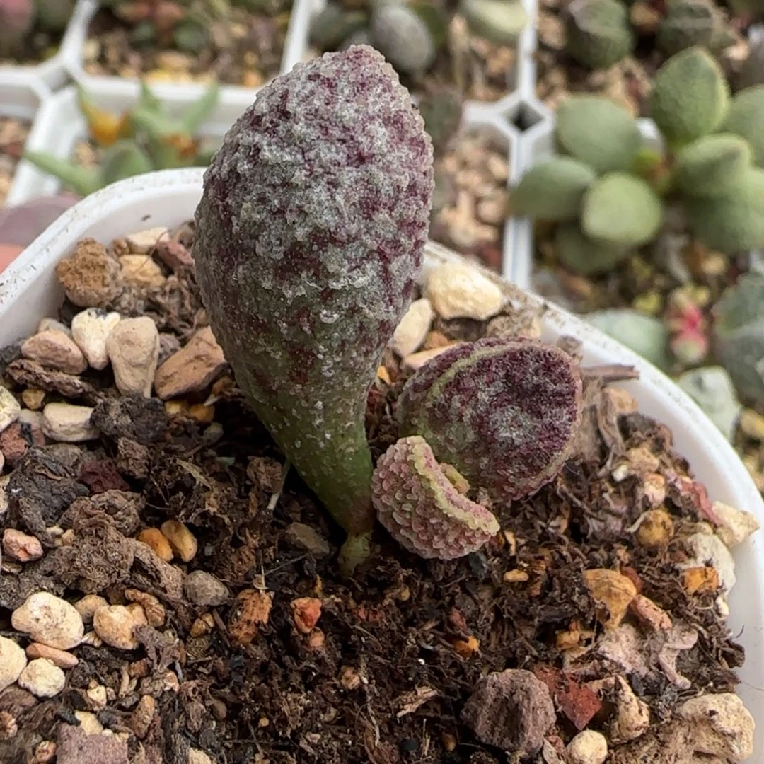 孔雀翎多肉植物水泡