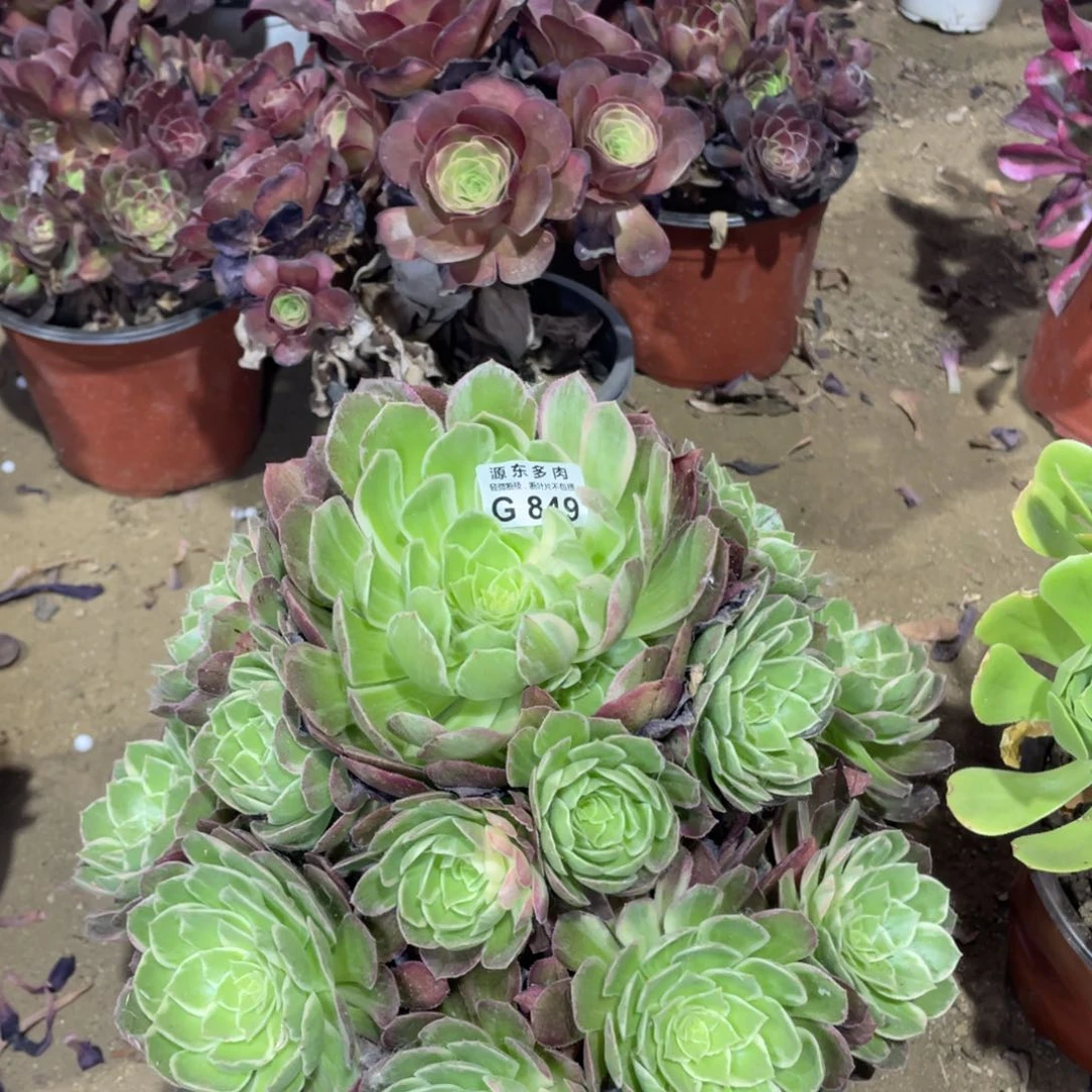 849万花筒多肉法师断枝不包