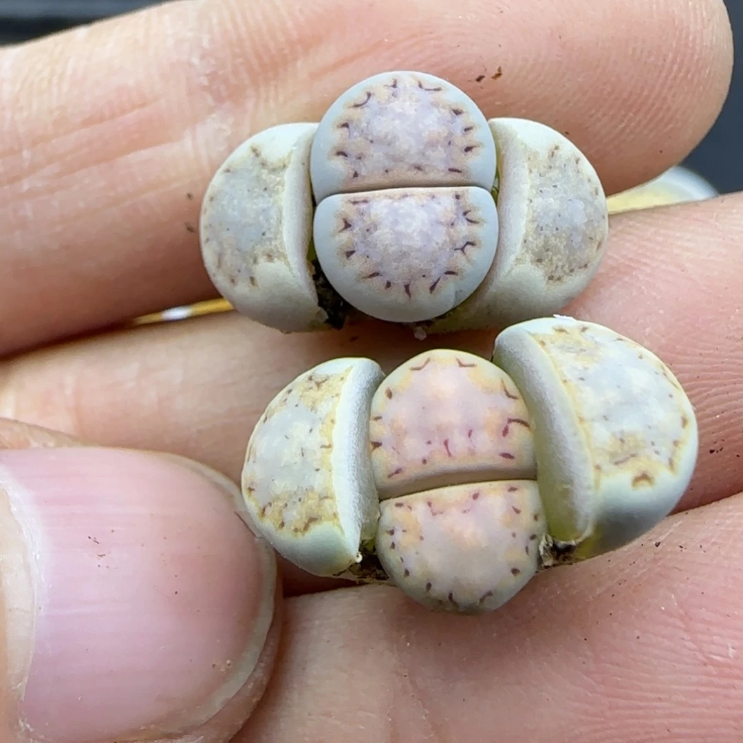 219开播福利一对彩饼干30包邮