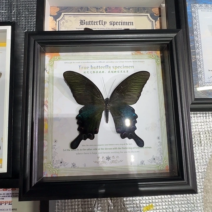 碧凤蝶蝴蝶标本专拍