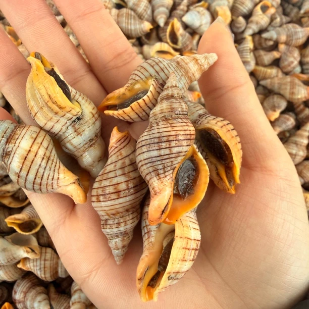 大号红枣螺4斤 (没有辣筋)鲜嫩可口顺丰发货贝贝螺