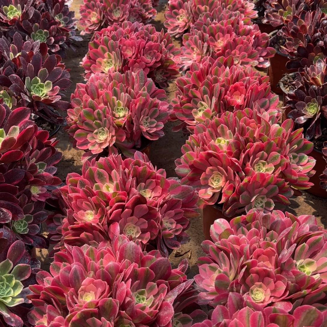 七彩石绣球9.9法师多肉嫩