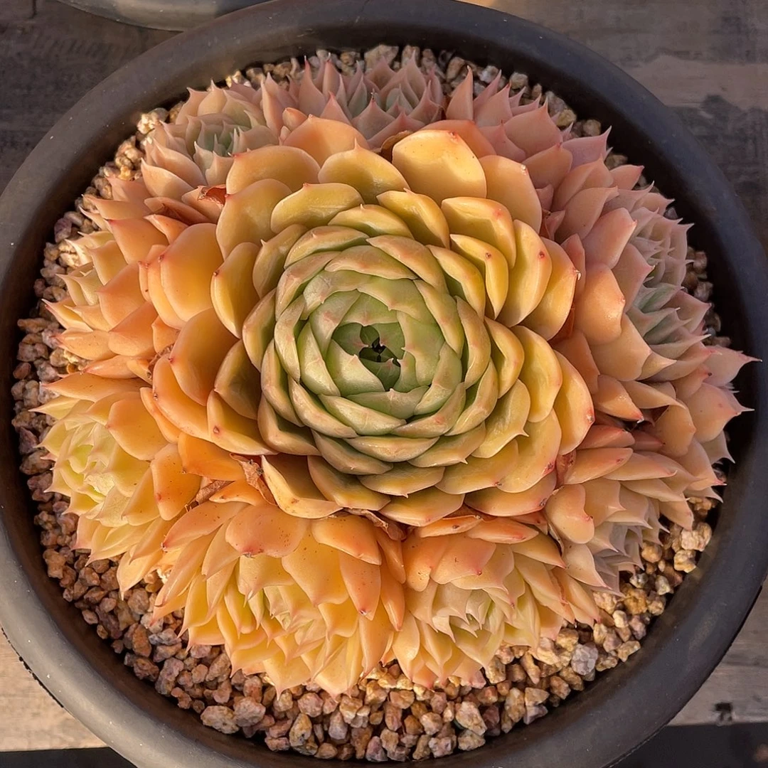 多肉植物一物一拍